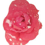 Rose Detail